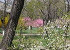 Thousands of flowers bloom